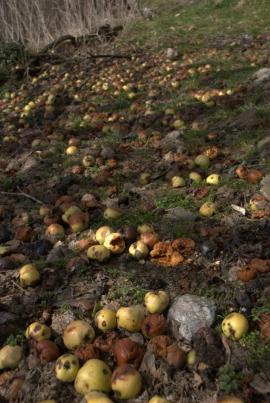 Muncind cu drag la Hercules si HCO{[]}Muncind cu drag la Hercules si HCO