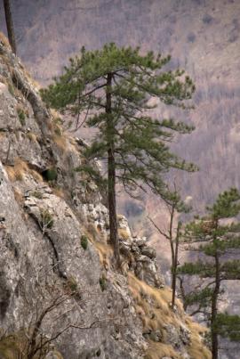 Muncind cu drag la Hercules si HCO{[]}Muncind cu drag la Hercules si HCO